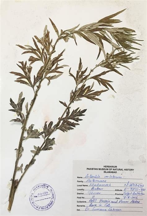 herbarium voucher specimen pmnh    verlotiorum lamotte