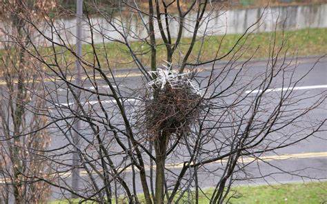 crows  magpies  building nests  anti bird spikes colossal