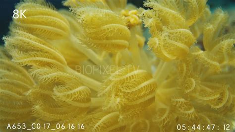 4k Coral Polyp Xenia Soft Polyps Pulsing Close Up 8k On Vimeo