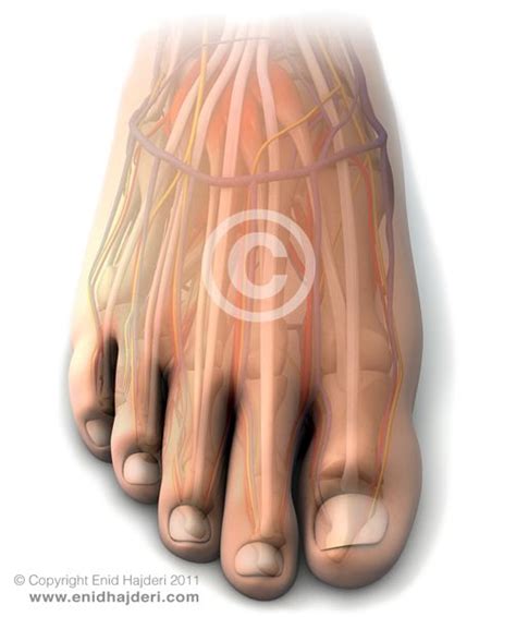 foot anatomy copyright enid hajderi  httpenidhajdericom foot anatomy human anatomy