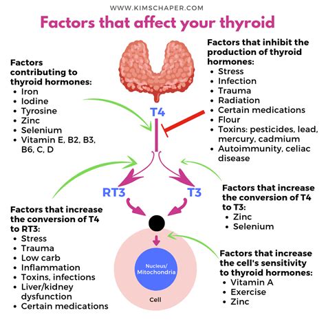 Factors That Affect Your Thyroid Kimschaper