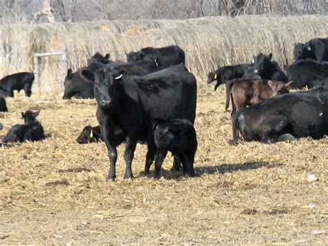feeding cattle  calving time   midwest form  feed