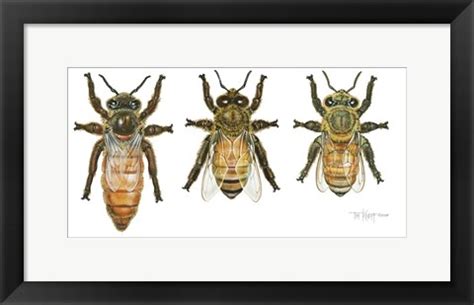worker drone  queen honey bees art  tim knepp  framedartcom