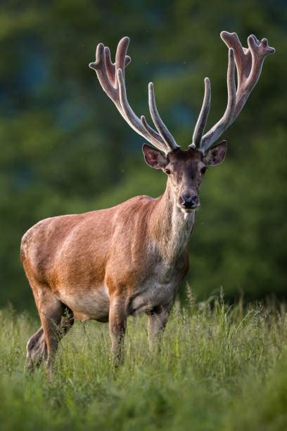 deer shedding velvet painful wildlife clue