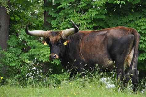 breeding  blog visiting heck cattle  woerth bavaria