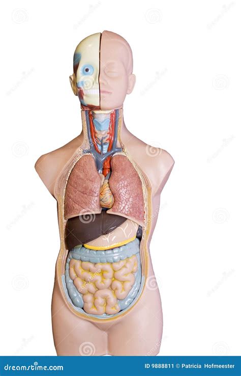 anatomic model stock image image  learn autopsy