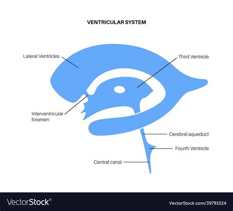 ventricular system anatomy function  treatment vrogueco
