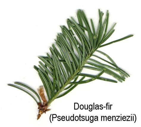 douglas fir leaf tree id plant leaves douglas fir