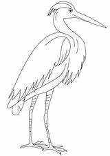 Egret Coloring Pages Printable Heron Categories sketch template