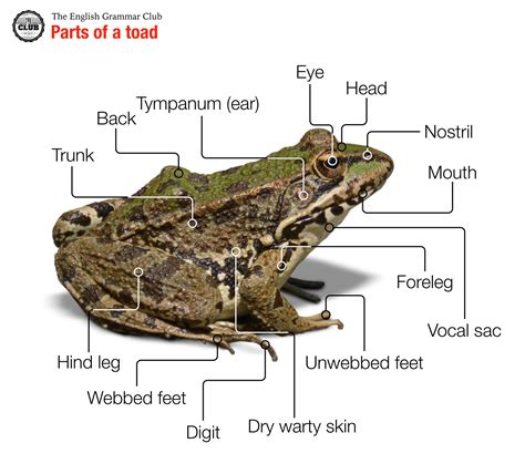 parts   frog grammar tips