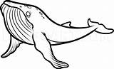Coloring Humpback Baleia Whales Coloringbay Sketch sketch template