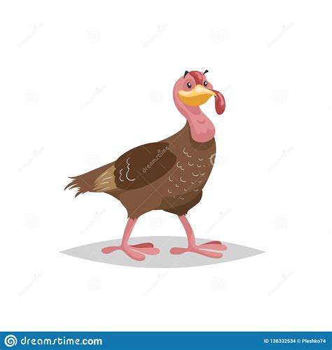 cute female male turkey posing cartoon style illustration of farm