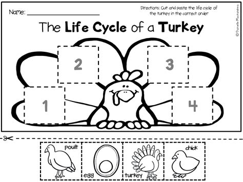 printable life cycle   turkey