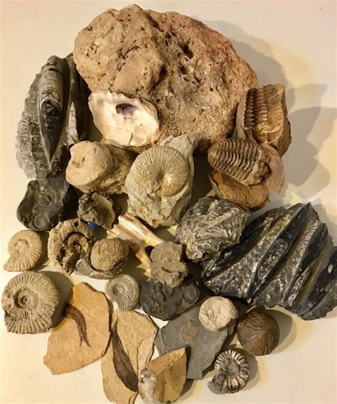 verzameling fossielen oa trilobiet ammoniet pijlinktvis  tot  cm  gm  catawiki