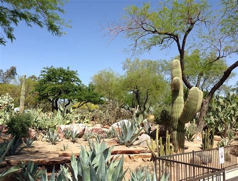 ethel  botanical cactus garden christmas  latest perfect popular incredible top christmas