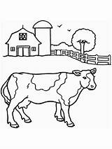 Coloring Cow Pages Farm sketch template