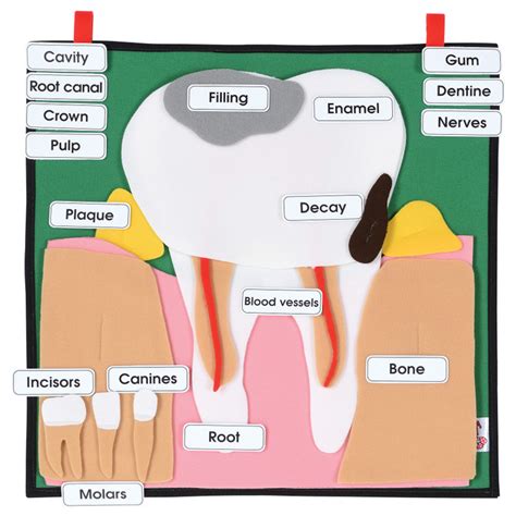 Big Tooth Model Pshe Oral Health Materials Health Edco