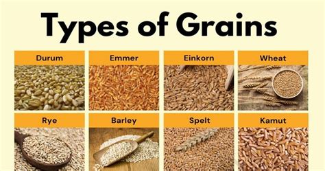 common types  grains  english    esl grains