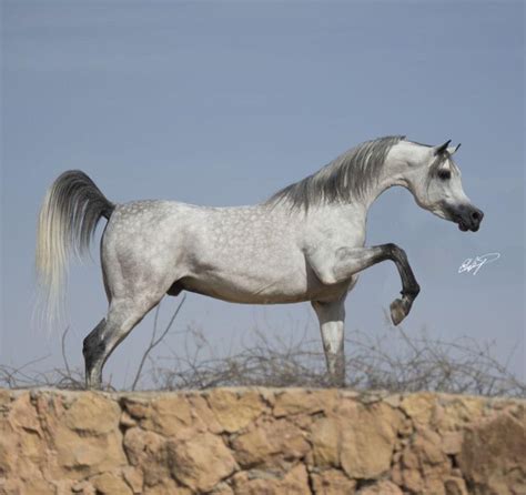 tmym albyda tameem al baydaa stud stallion arabians arabhorse