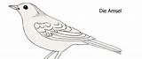 Ausdrucken Amsel Ausmalen Kinderbereich Infomaterial Naju Malvorlagen Gartenvögel Ausmalbilder Vögel Spende sketch template