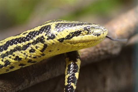 yellow anaconda  flickr photo sharing
