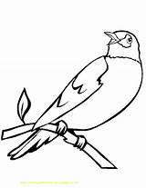 Burung Robin Mewarnai Ptaki Kolorowanki Druku Ptica Kolorowanka Birds Ptice Bojanke Ptak Kolorowania Paud Bisa Tk sketch template