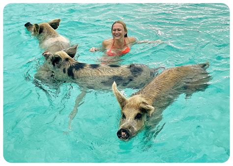 visiting pig beach   bahamas