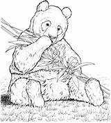 Panda Bamboo Eat Coloring Supercoloring sketch template