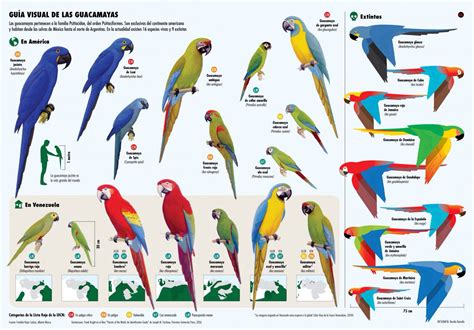macaw species poster guacamayos aves de compania infografia de animales