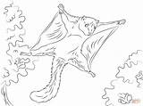 Squirrel Flying Coloring Pages Cute Printable Drawing Animals Squirrels Categories sketch template