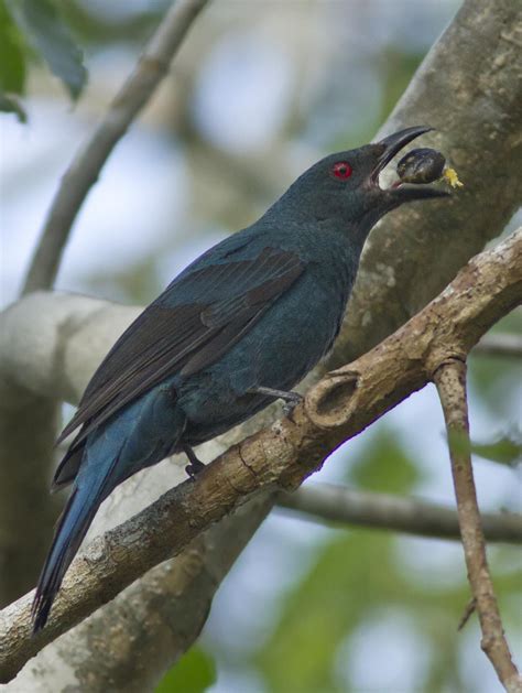 asian fairy bluebird irena puella