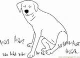 Dog Coloringpages101 sketch template
