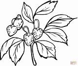 Strawberry Coloring Pages Strawberries Printable Drawing Plant Color Bush Buah Outline Printables Ryan Branch Clipart Guava Trulyhandpicked Prints Embroidery Leaves sketch template