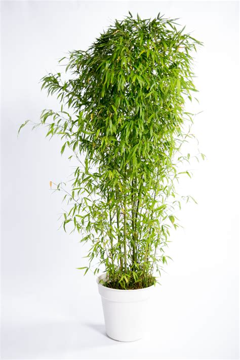 bamboe  planten plantrent