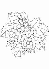 Grapes Acorn Strawberry sketch template