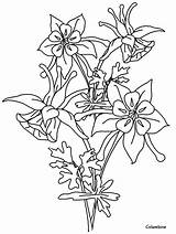 Coloring Columbine Flower Pages Flowers Realistic Drawing Printable Bluebonnet Line Poppy California Coloringpagebook Book Outline Color Botanical Drawings Print Online sketch template