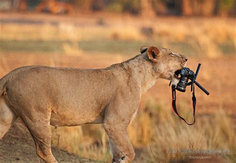 Lion Steals Photog S Camera On African Safari Ny Daily News