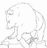 Beruang Urs Mewarnai Colorat Ours Grizzly Planse Desene Educative Trafic Coloringhome sketch template
