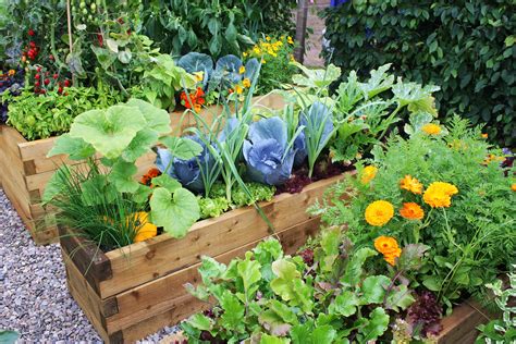tips  starting  home vegetable garden eco talk