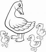 Duck Coloring Pages Baby Ducklings Duckling Hunting Drawing Ugly Mallard Way Make Ducks Printable Getcolorings Easter Cute Little Kind Color sketch template