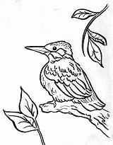 Kingfisher Coloring Pages Bird Chickadee Drawing Line Print Printable Color 2550 Getdrawings Drawings Designlooter Getcolorings 29kb 1026 sketch template