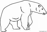 Bear Coloringall Bears sketch template