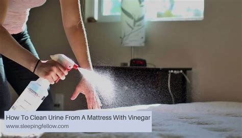 learn   clean urine   mattress  vinegar