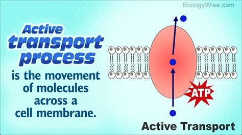 active transport process biology wise