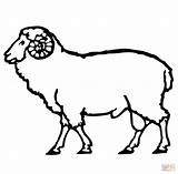 Sheep Coloring Ram Drawing Outline Pages Printable Lamb Simple Supercoloring Drawings Face Kids Online Realistic Sheet Carnero Getdrawings Drawn Color sketch template