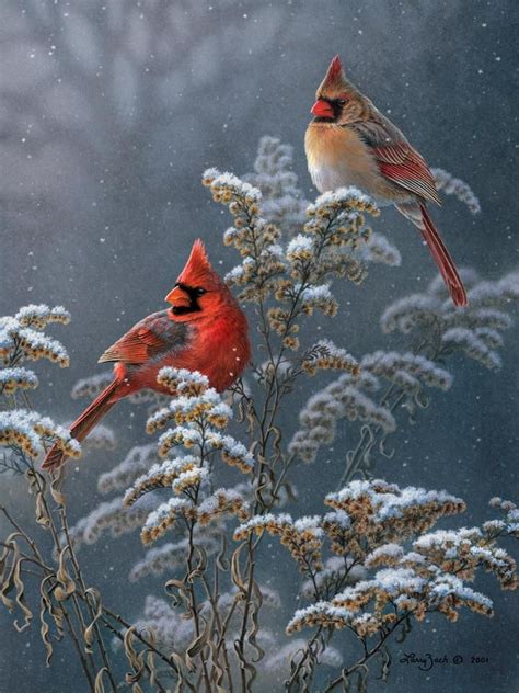 Winter Cardinals On Goldenrod Larry Zach Wildlife Art Vogelbilder