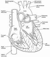 Heart Anatomy Chambers Sectioned Vessels Cardiac Great sketch template