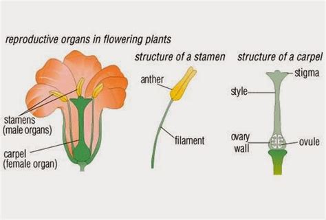 Sexual Reproduction In Plants Science Tet Success Key