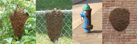swarm  bees dc beekeepers alliance
