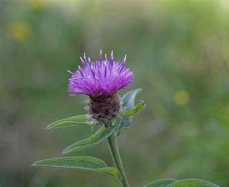 Spotted Knapweed Ssisc